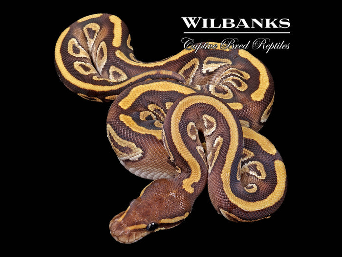 Mojave Ball Python ♀ '26