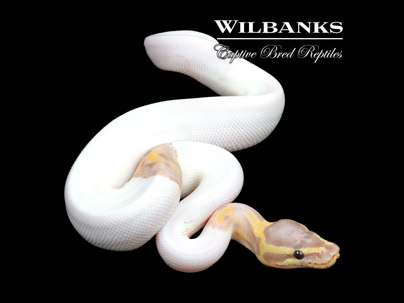 Banana Pied Ball Python ♂ '24