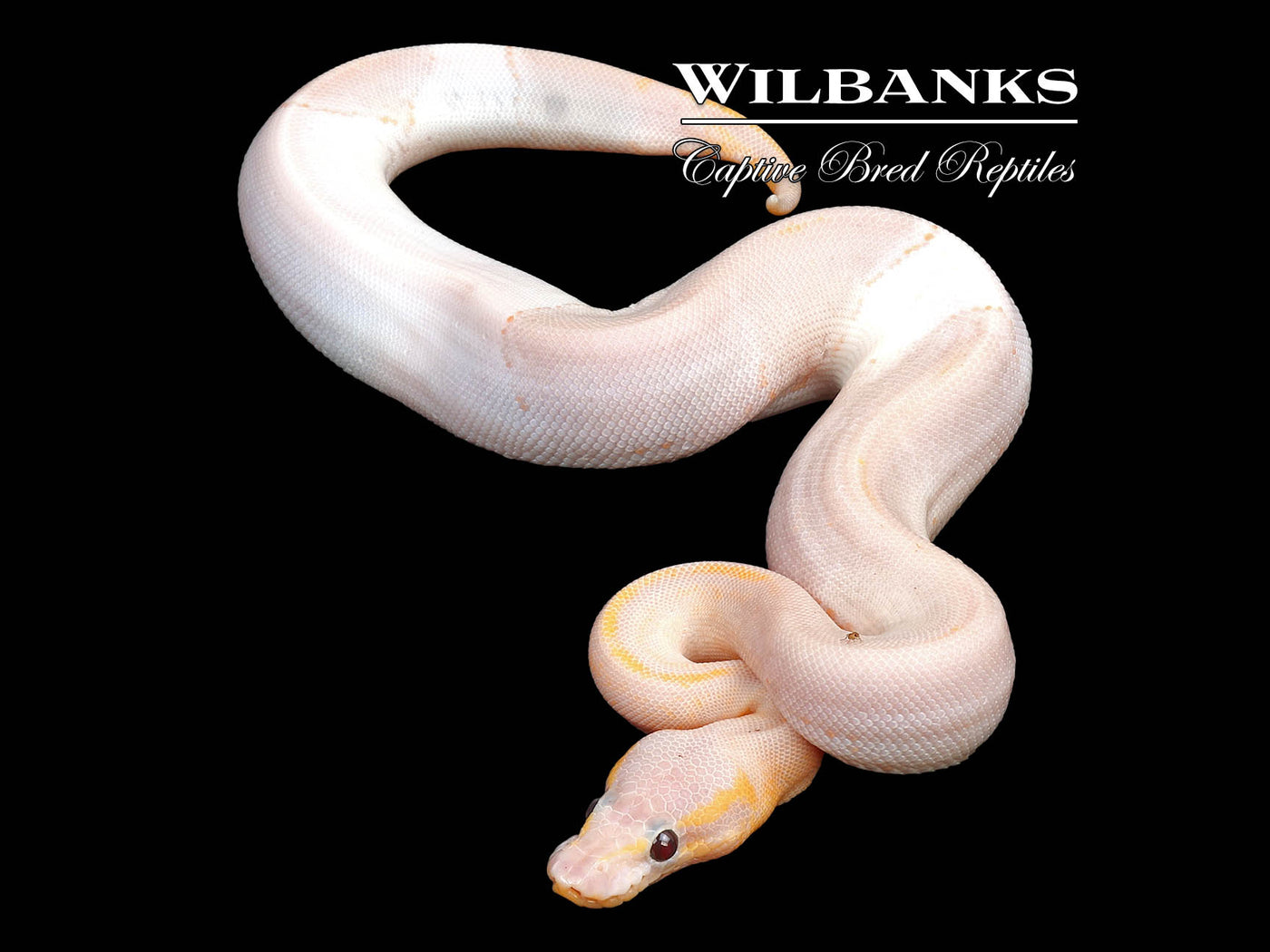 Banana Mahogany Pied Pinstripe Ball Python ♀ '24