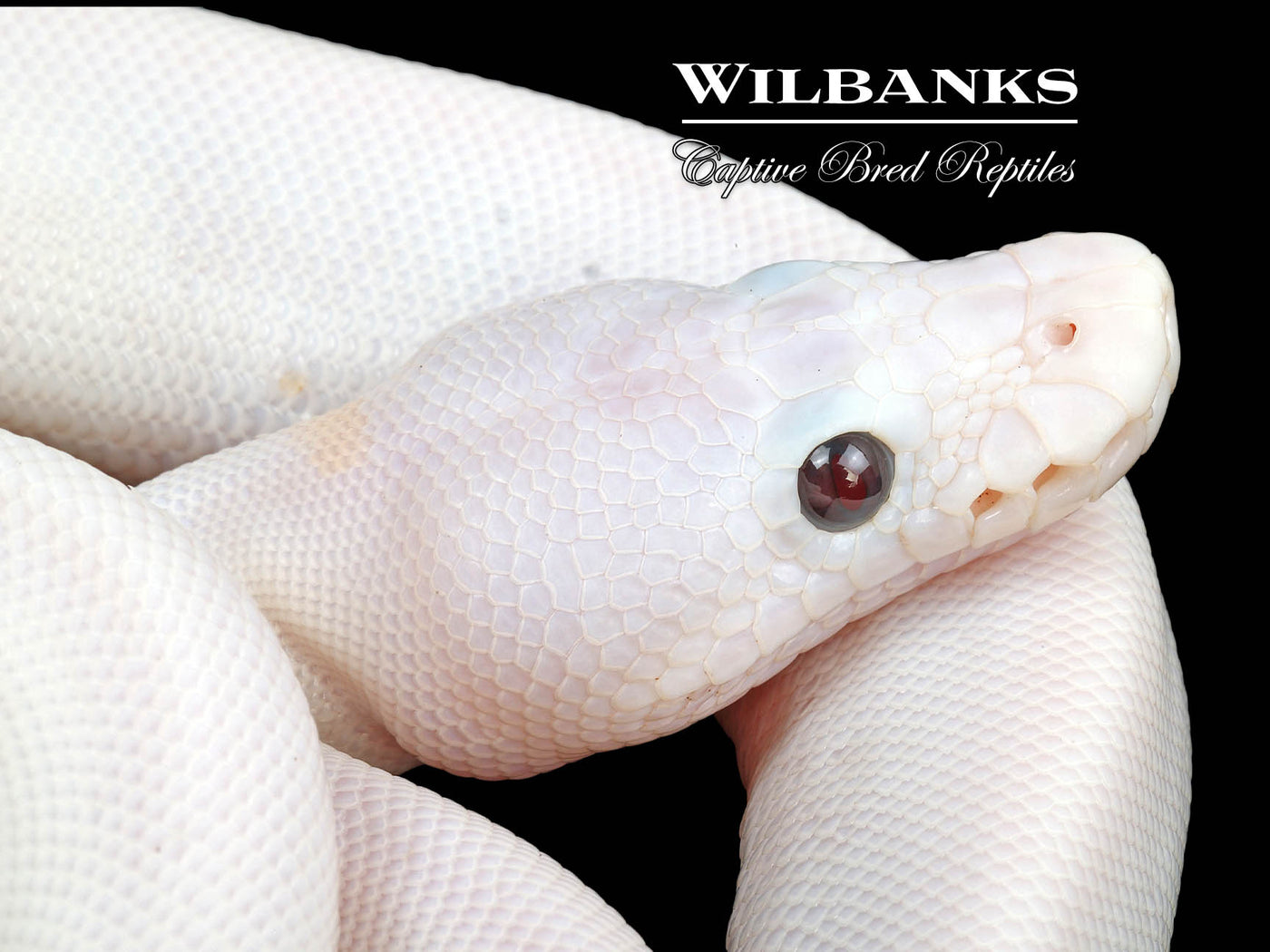 Banana Super Fire Ball Python ♂ '24