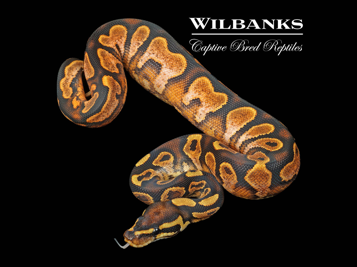 Sugar Yellow Belly 100% Het. Orange Crush Ball Python ♂ '24