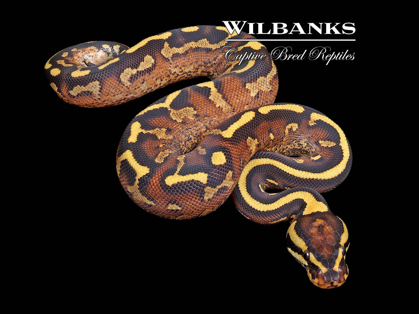 Super Gravel Ball Python ♂ '24