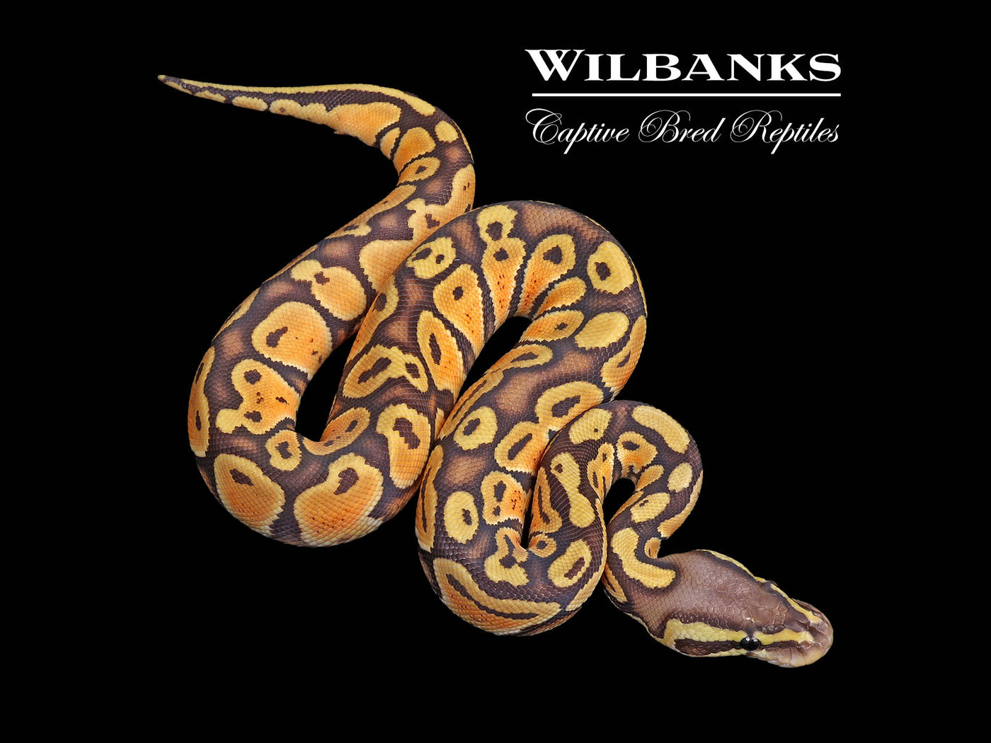 Pastel Orange Crush Ball Python ♂ '25