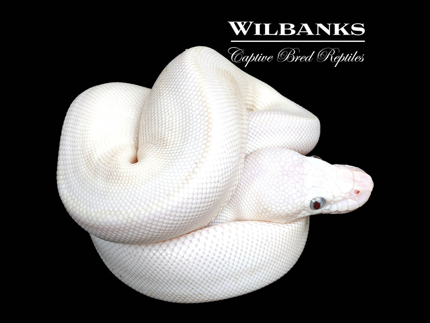 Blue Eyed Leucistic (Mojave Butter) Ball Python ♀ '25