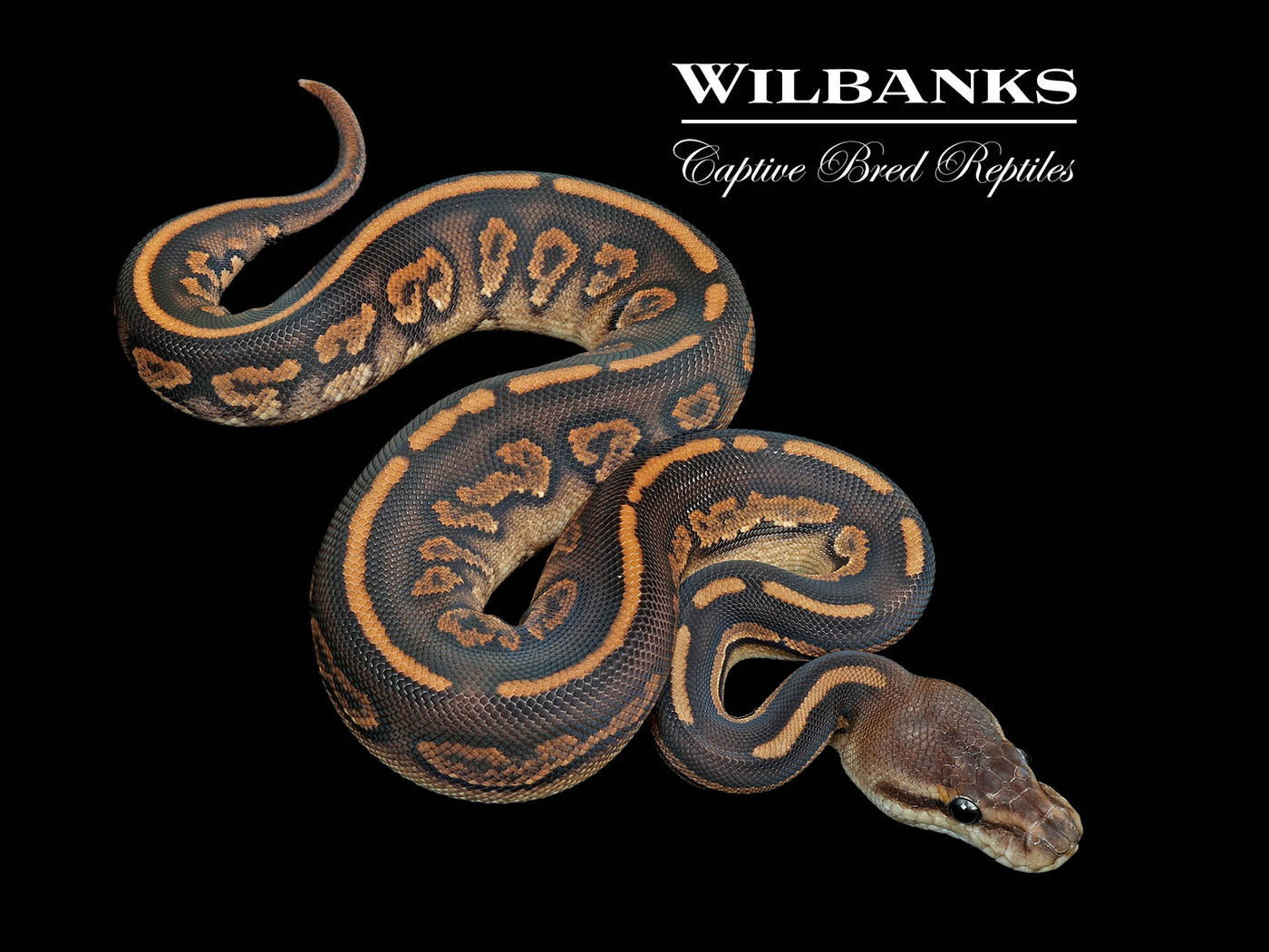 Stranger Cinnamon Ball Python ♀ '25