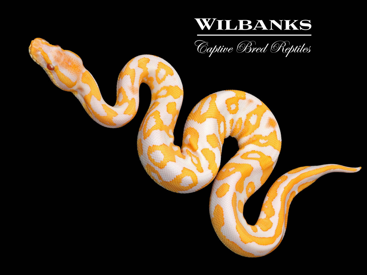 Lavender Leopard Ball Python ♂ '25