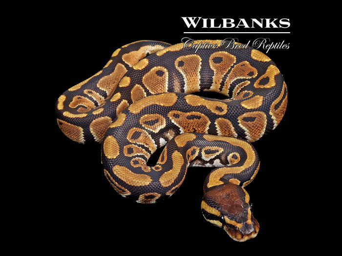 Normal Ball Python ♀ '26