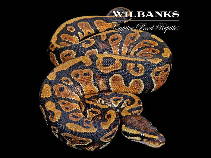 Normal Ball Python ♀ '26