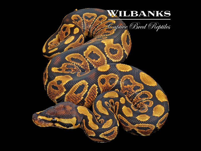 Normal Ball Python ♂ '26