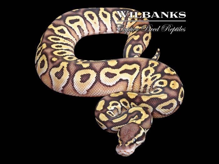 Mojave Pastel Yellow Belly Ball Python ♂ '26