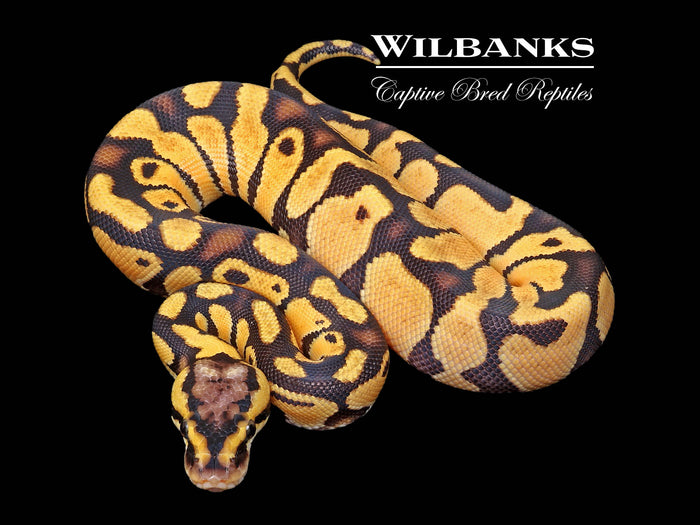 Pastel Ball Python ♂ '26