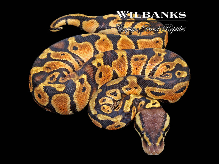 Pastel Ball Python ♂ '26