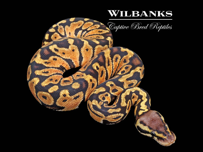 Pastel Ball Python ♀ '26
