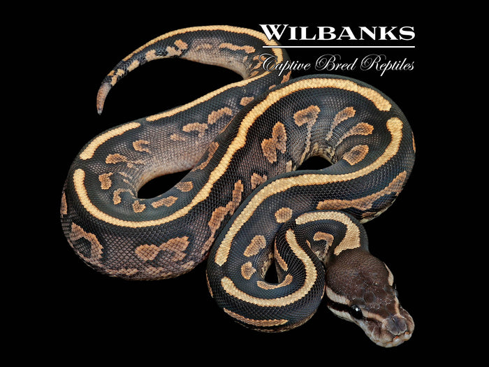 Cinnamon Yellow Belly Ball Python ♀ '26