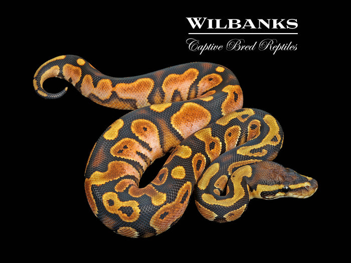 Sugar 100% Het. Candy Ball Python ♂ '26
