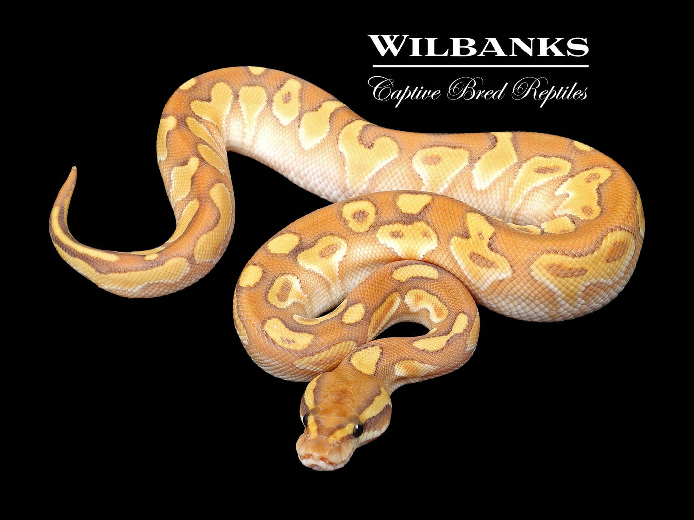 Butter Orange Crush Enchi Ball Python ♂ '24