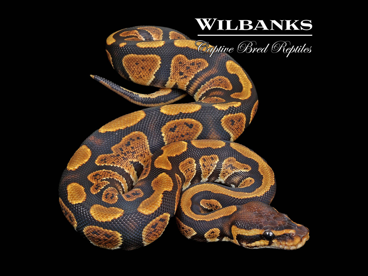 Stranger 100% Het. Orange Crush Ball Python ♀ '24