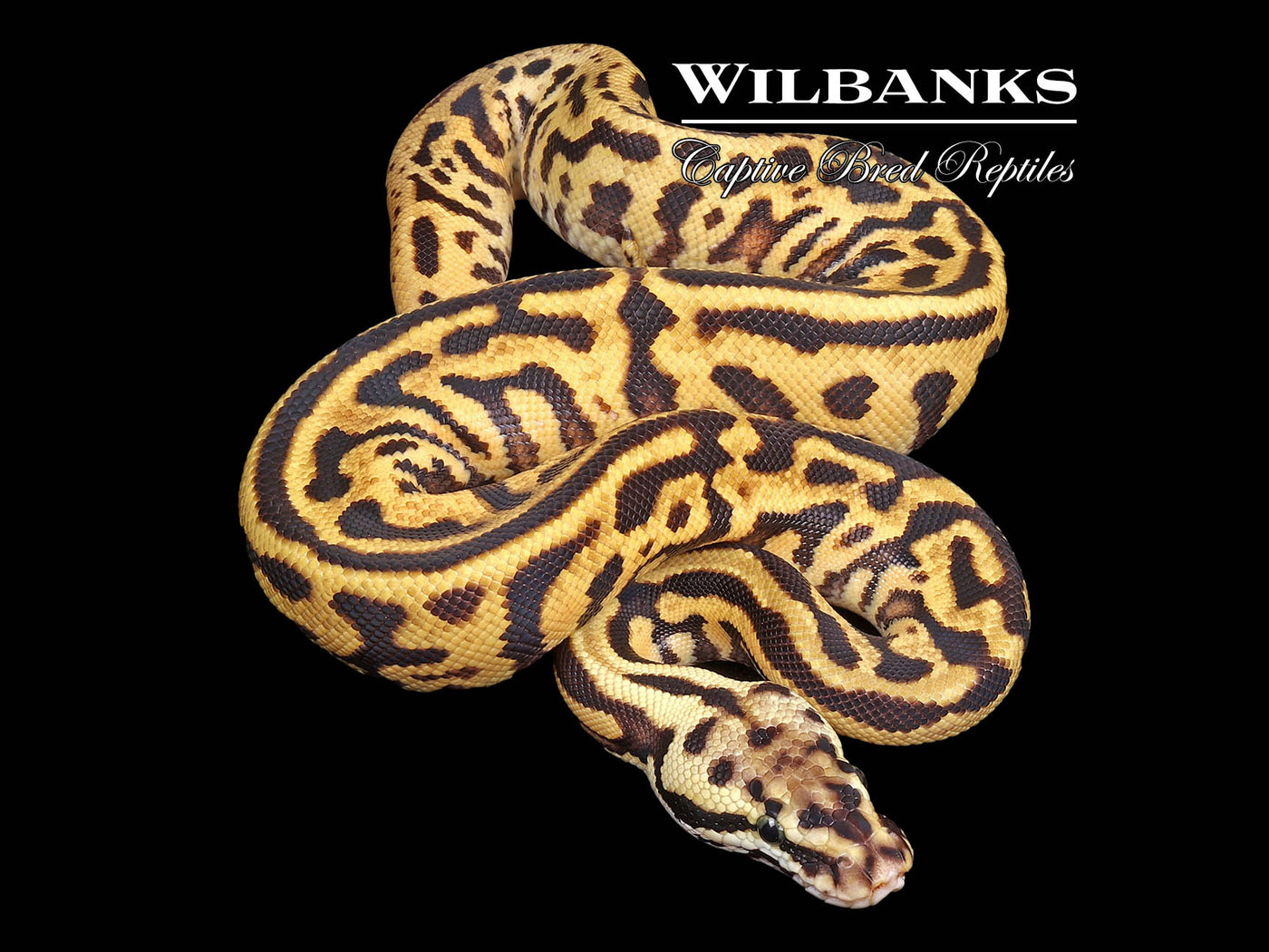 Spotnose Leopard Pastel Yellow Belly or Gravel Ball Python ♀ '24