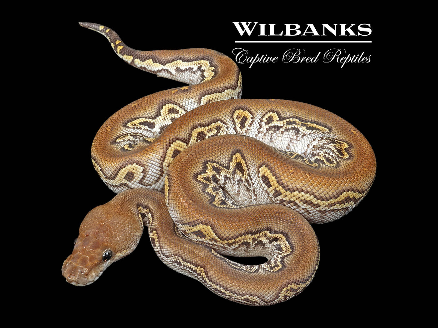 Blackhead Mojave Clown Ball Python ♂ '24