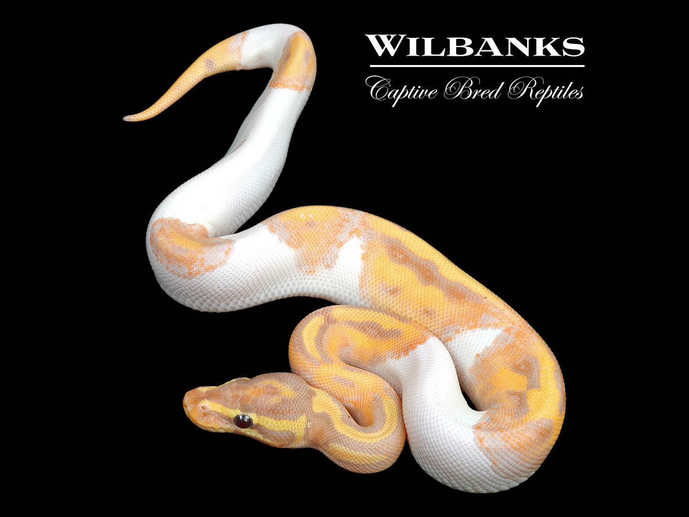 Banana Pied Ball Python ♂ '24