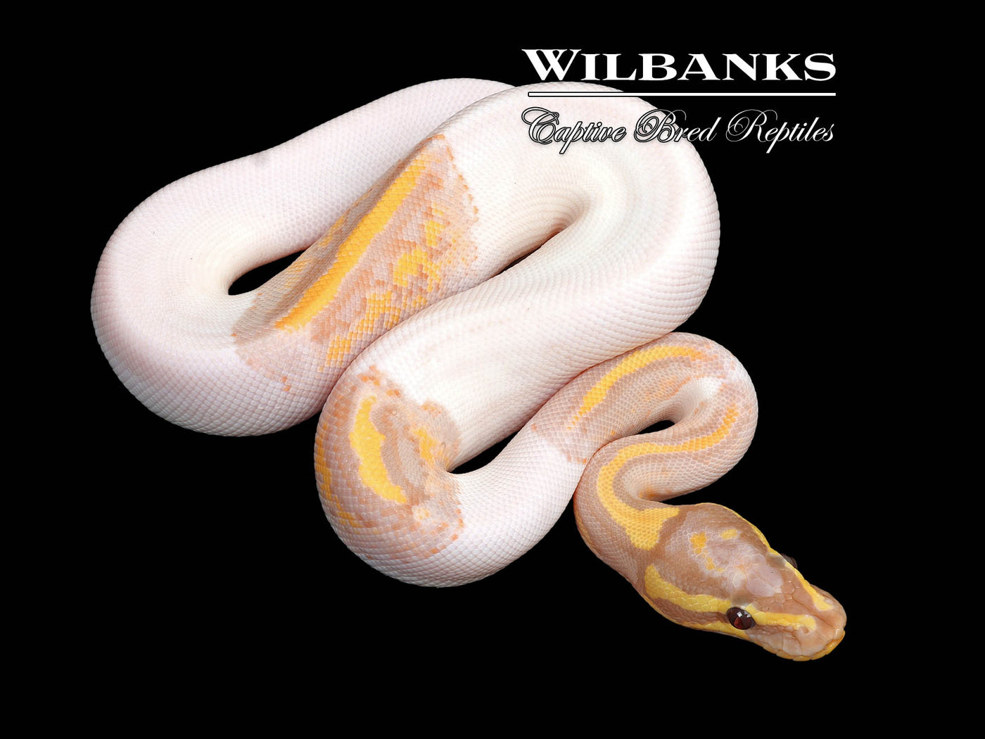 Banana Pied Yellow Belly Ball Python ♂ '25