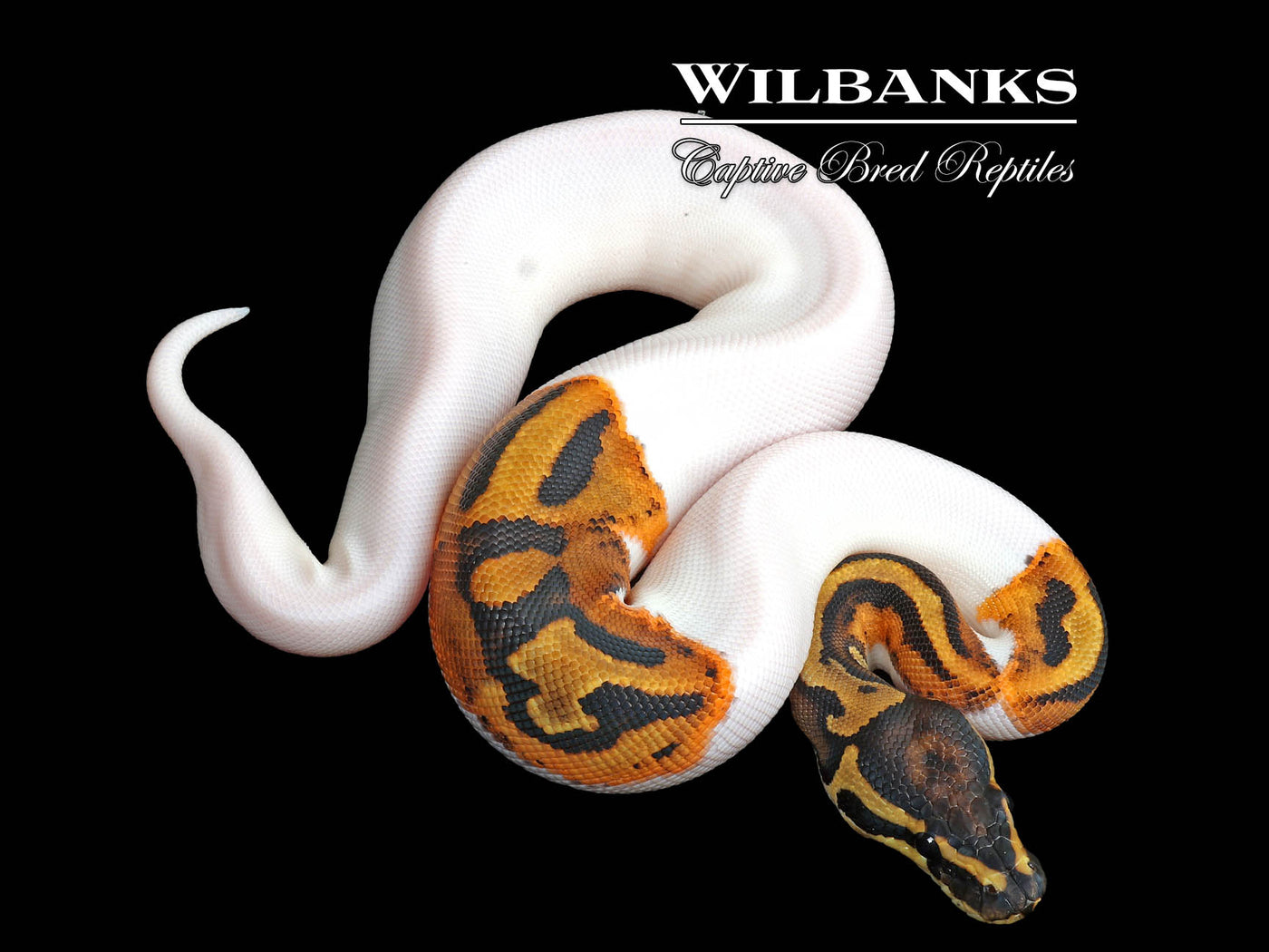 Pied Ball Python ♀ '25