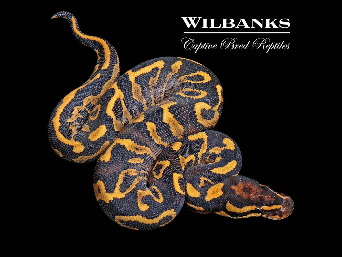 Super Gravel Leopard Ball Python ♂ '25