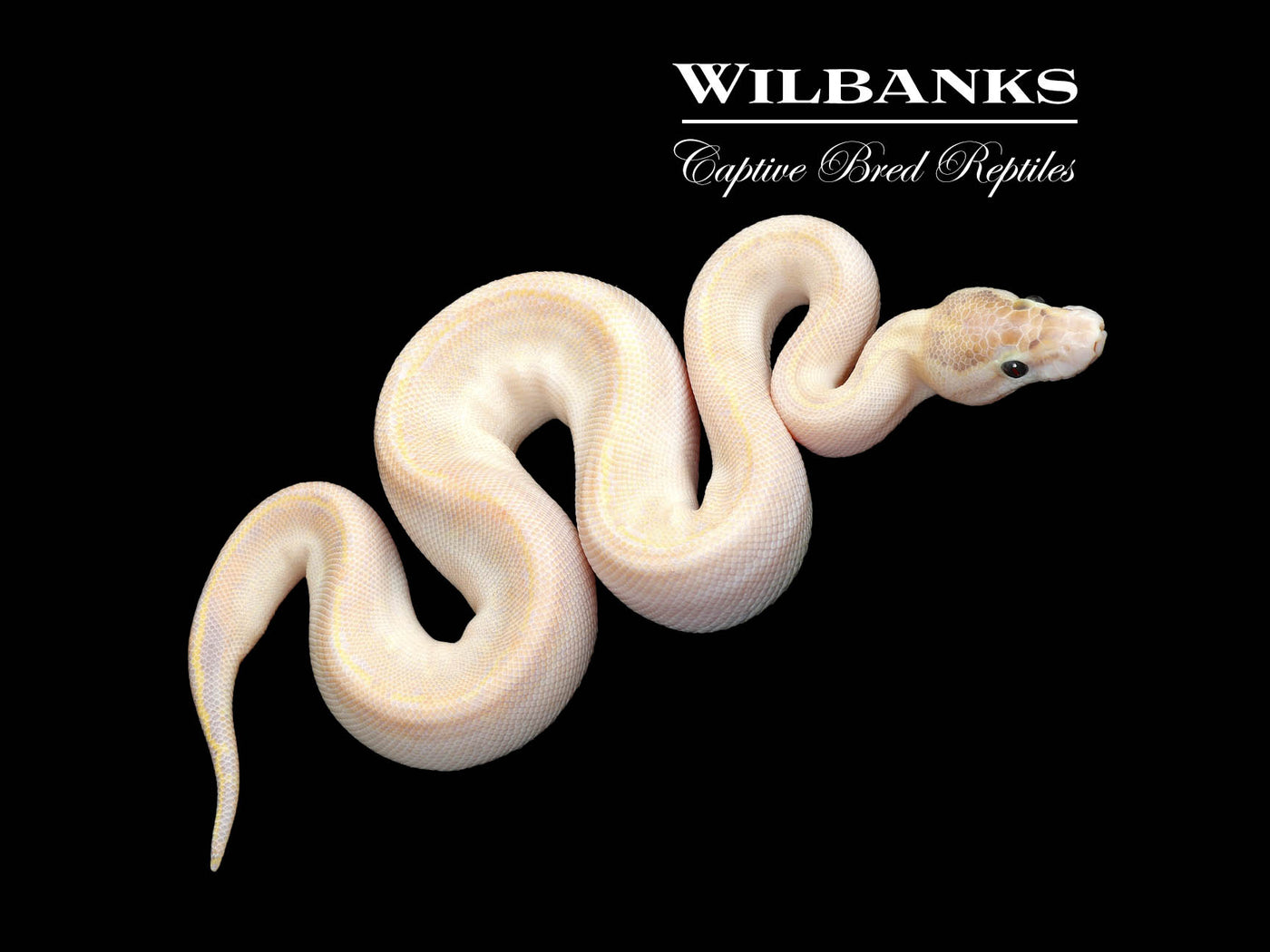 GHI Ivory Ball Python ♂ '25