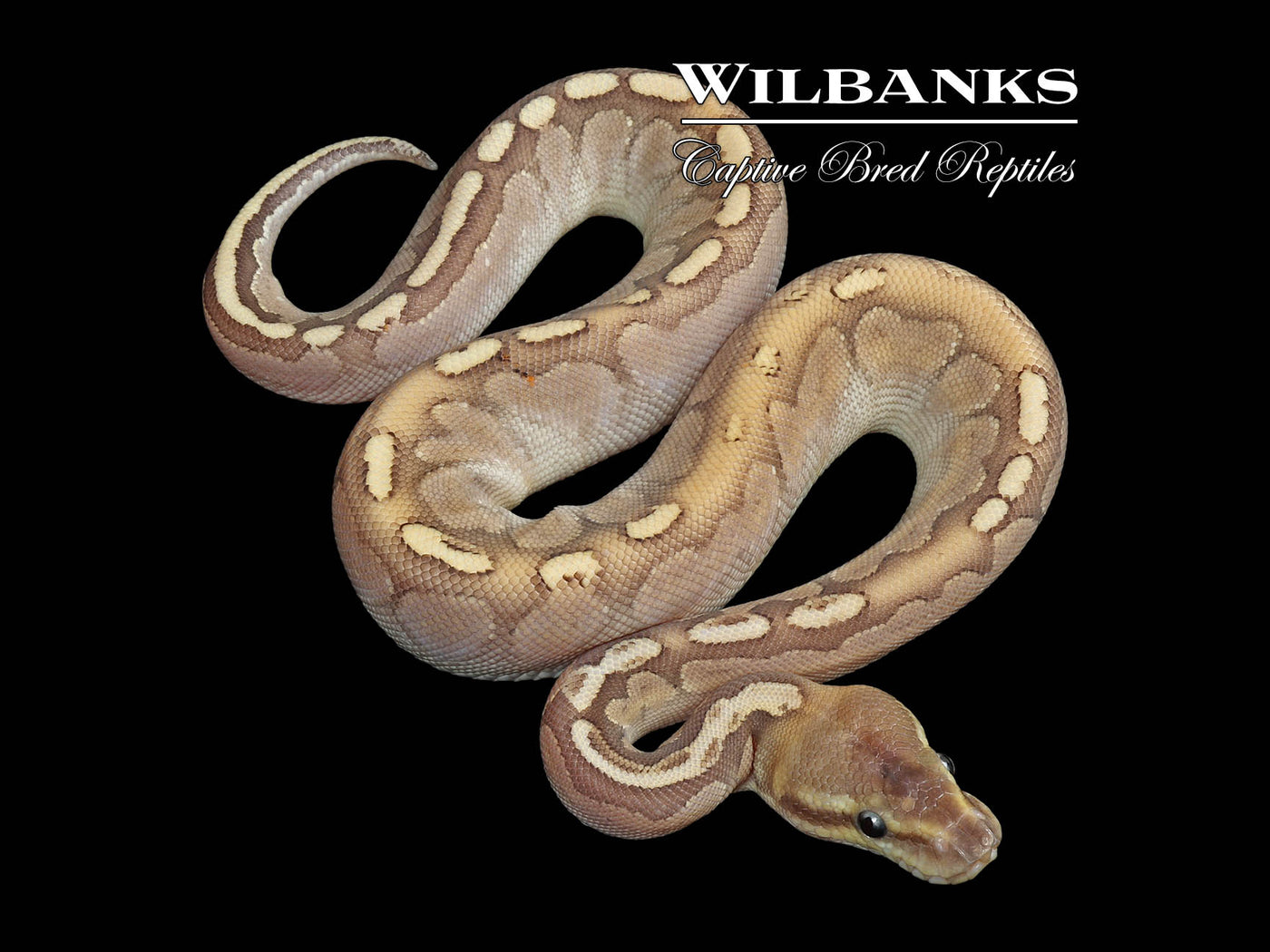 Bamboo Stranger Ball Python ♂ '25