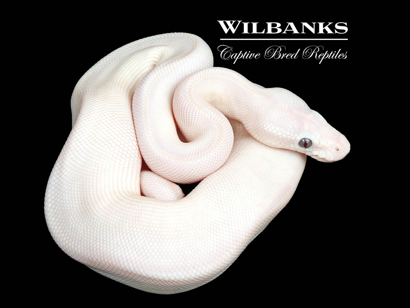 Banana Blue Eyed Leucistic (Mojave Butter) Ball Python ♂ '25