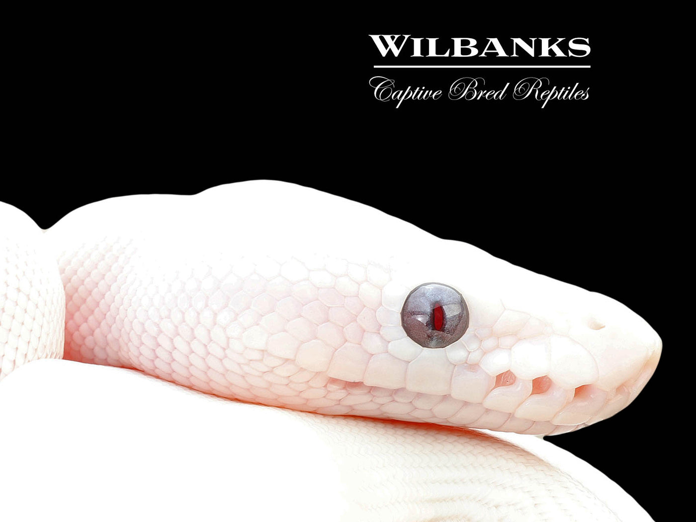 Banana Blue Eyed Leucistic (Mojave Butter) Ball Python ♂ '25
