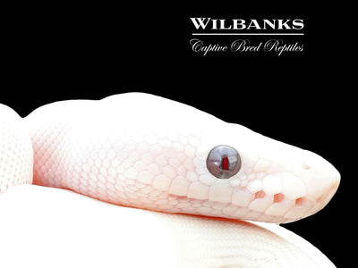 Banana Blue Eyed Leucistic (Mojave Butter) Ball Python ♂ '25