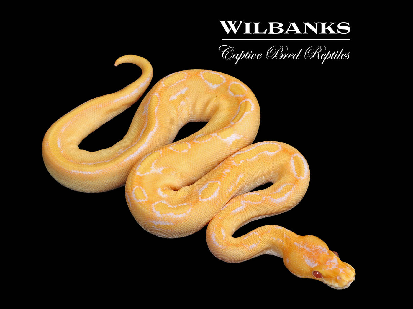 Lavender Albino Champagne Ball Python ♂ '25