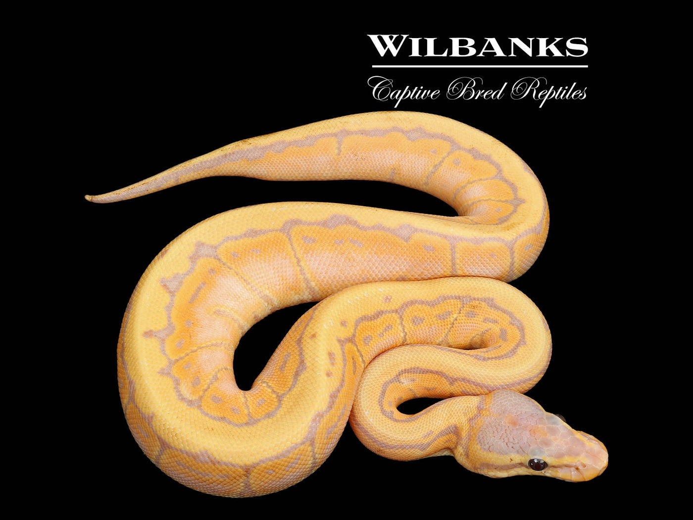 Banana Pinstripe Ball Python ♀ '25