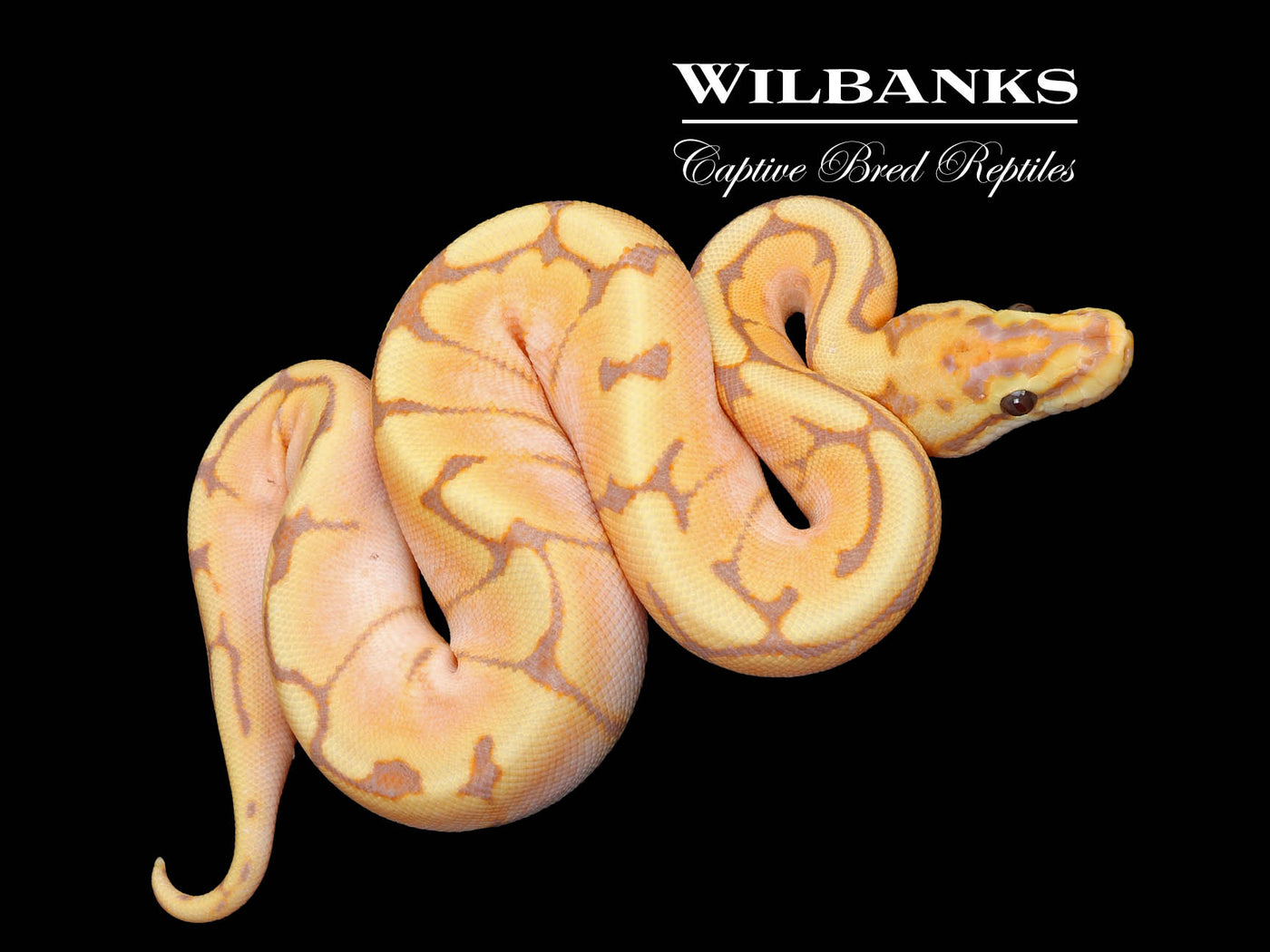 Banana Spider Ball Python ♀ '25