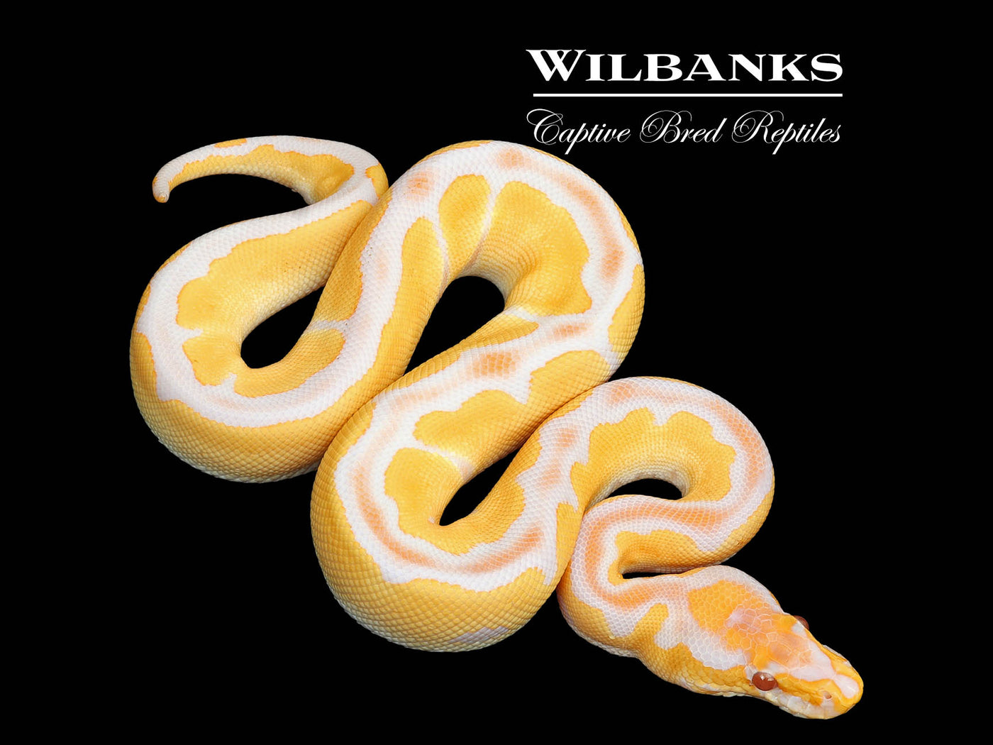 Grail (Lavender Clown) Ball Python ♂ '25