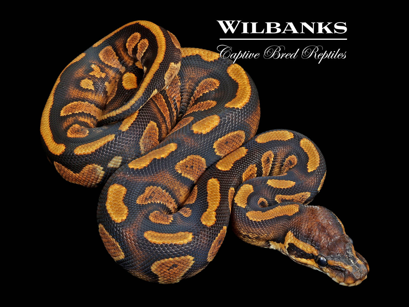 Stranger Sugar 100% Het. Clown Ball Python ♀ '24