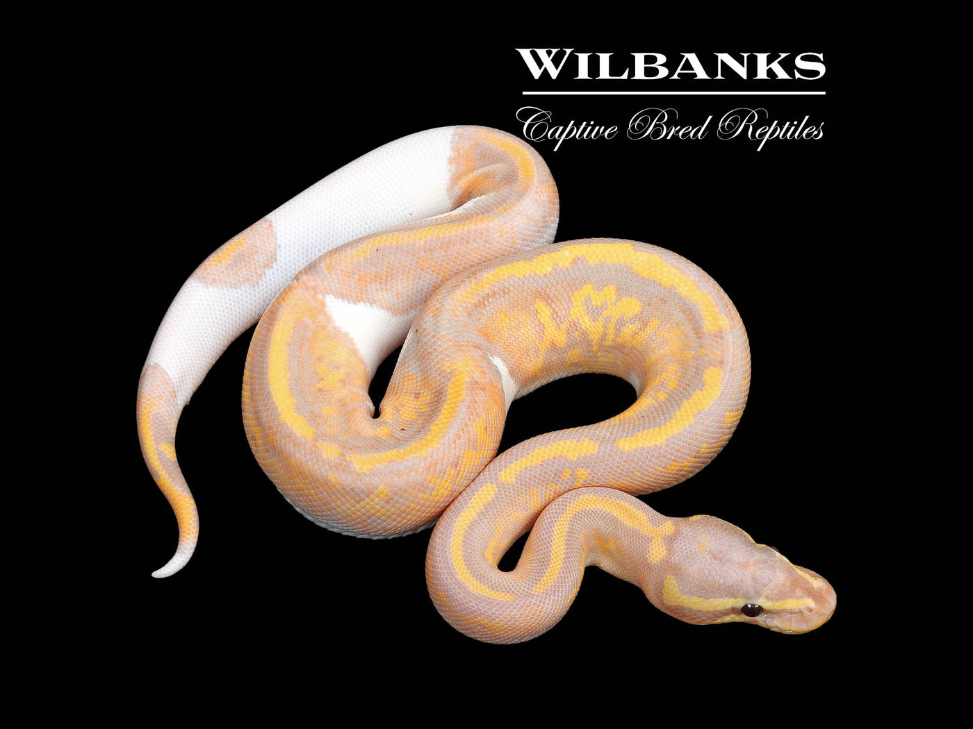 Banana Mahogany Pied Ball Python ♂ '25