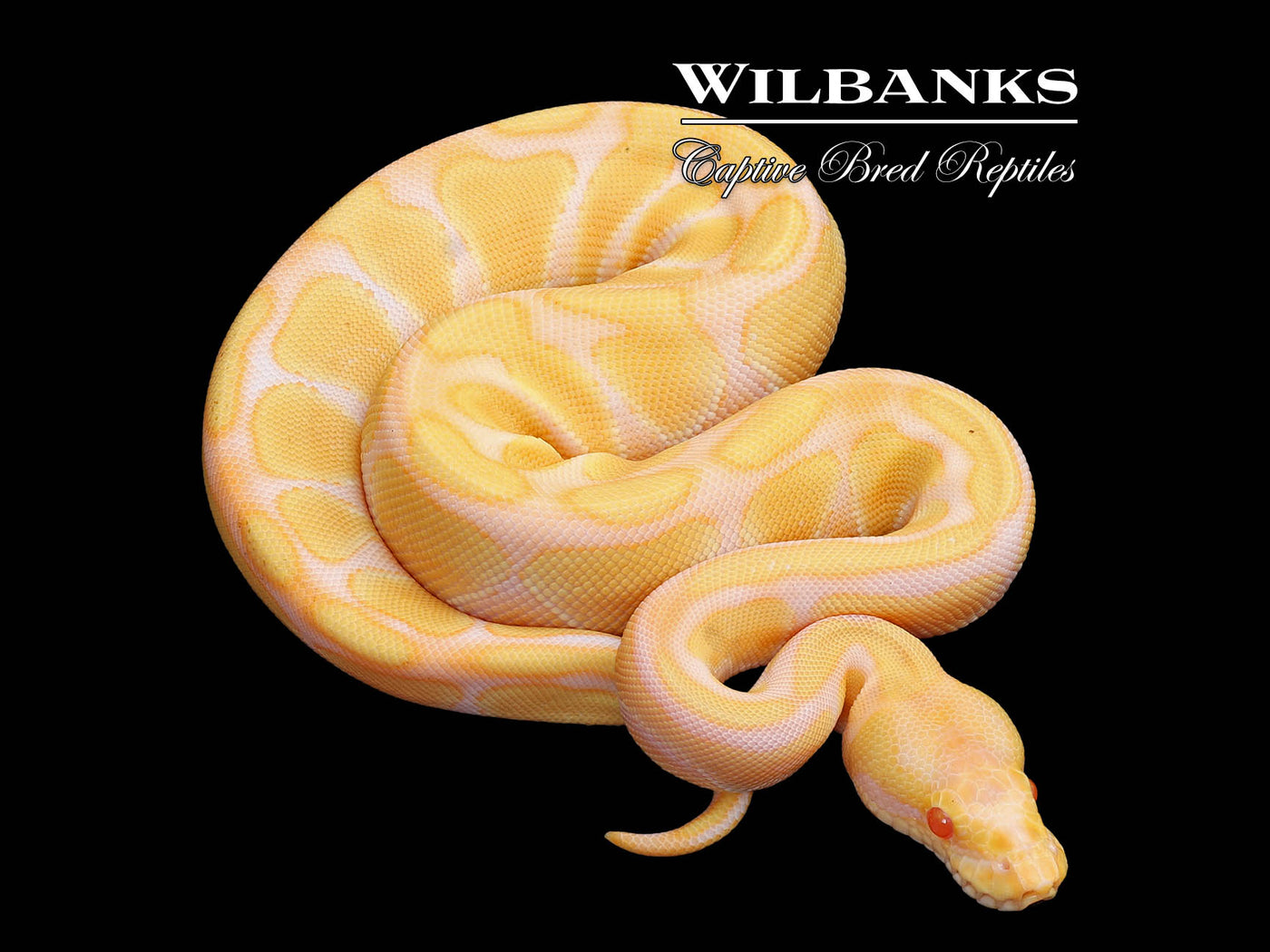 Albino Enchi Ball Python ♀ '25