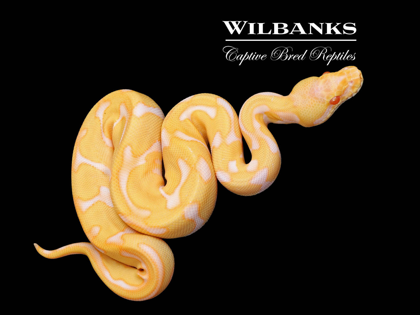 Albino Leopard Enchi Ball Python ♂ '25