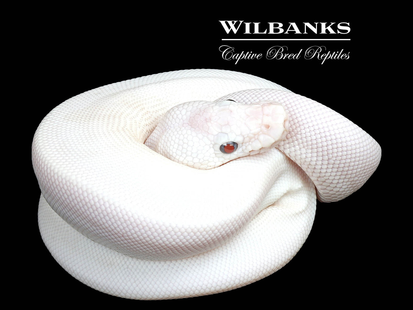 Blue Eyed Leucistic (Mojave Butter) Ball Python ♂ '25