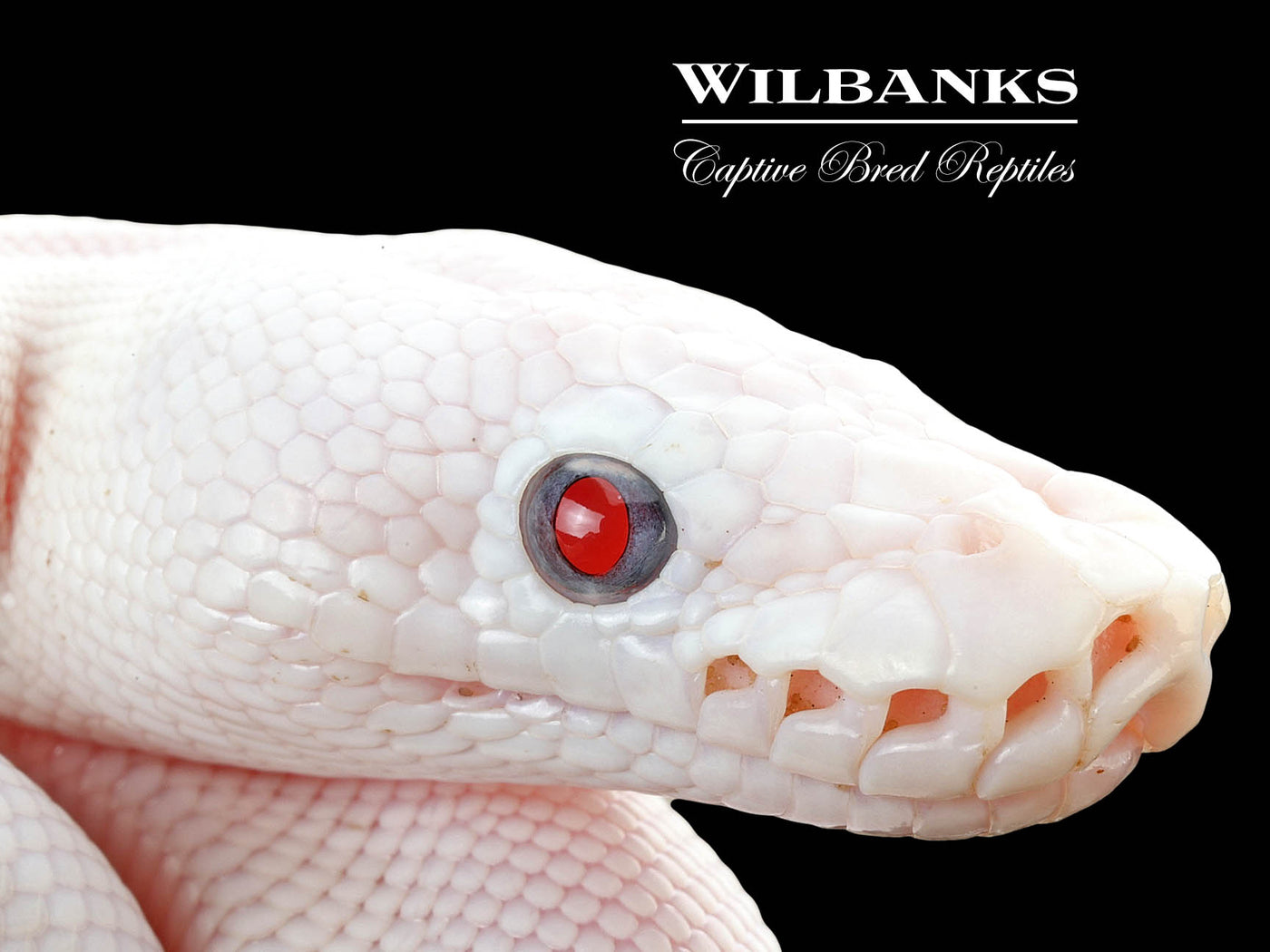 Blue Eyed Leucistic (Mojave Butter) Ball Python ♂ '25