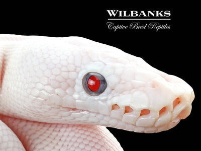 Blue Eyed Leucistic (Mojave Butter) Ball Python ♂ '25