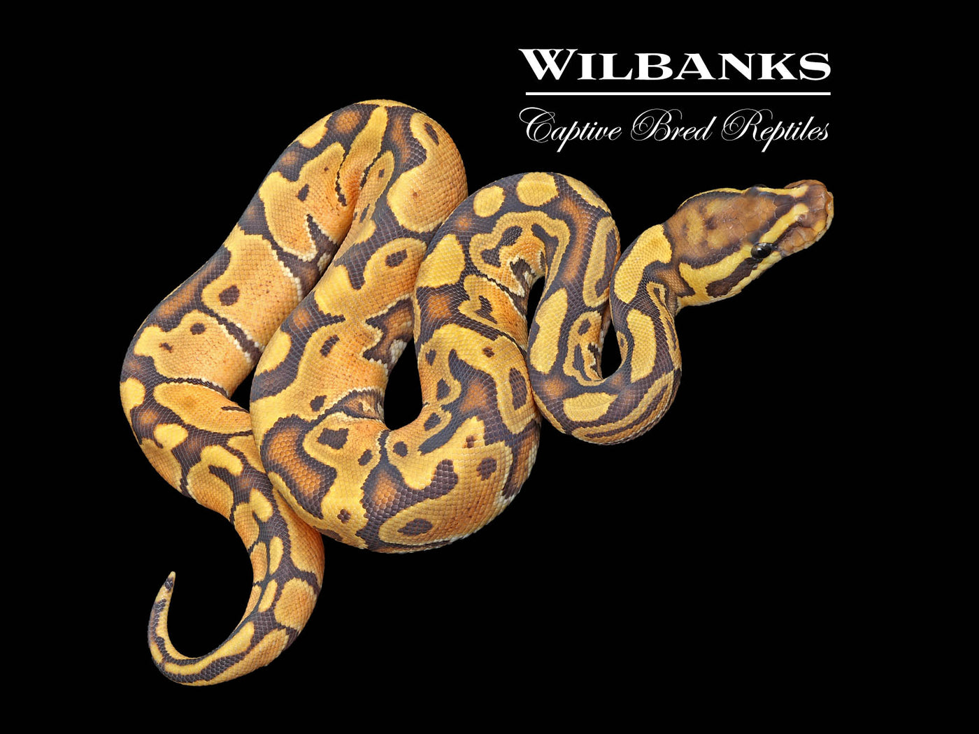 Hypo Enchi Ball Python ♀ '25