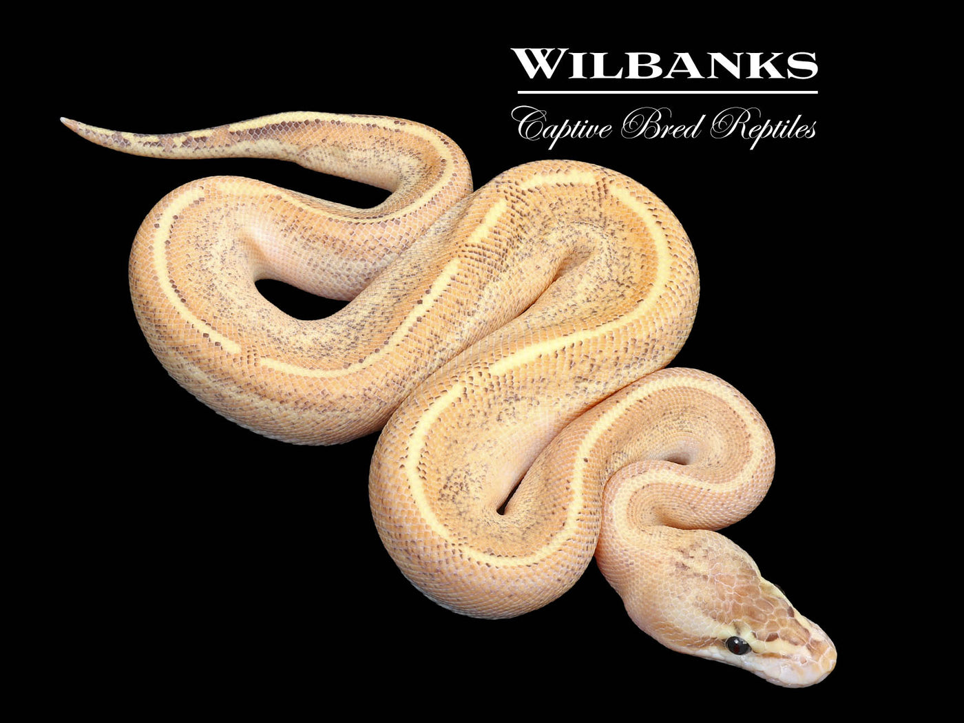 GHI Puma Ball Python ♂ '25