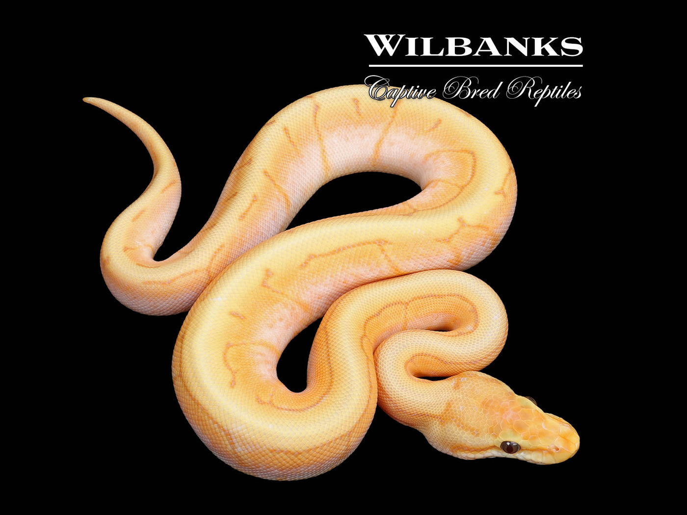 Banana Spinner Ball Python ♀ '25