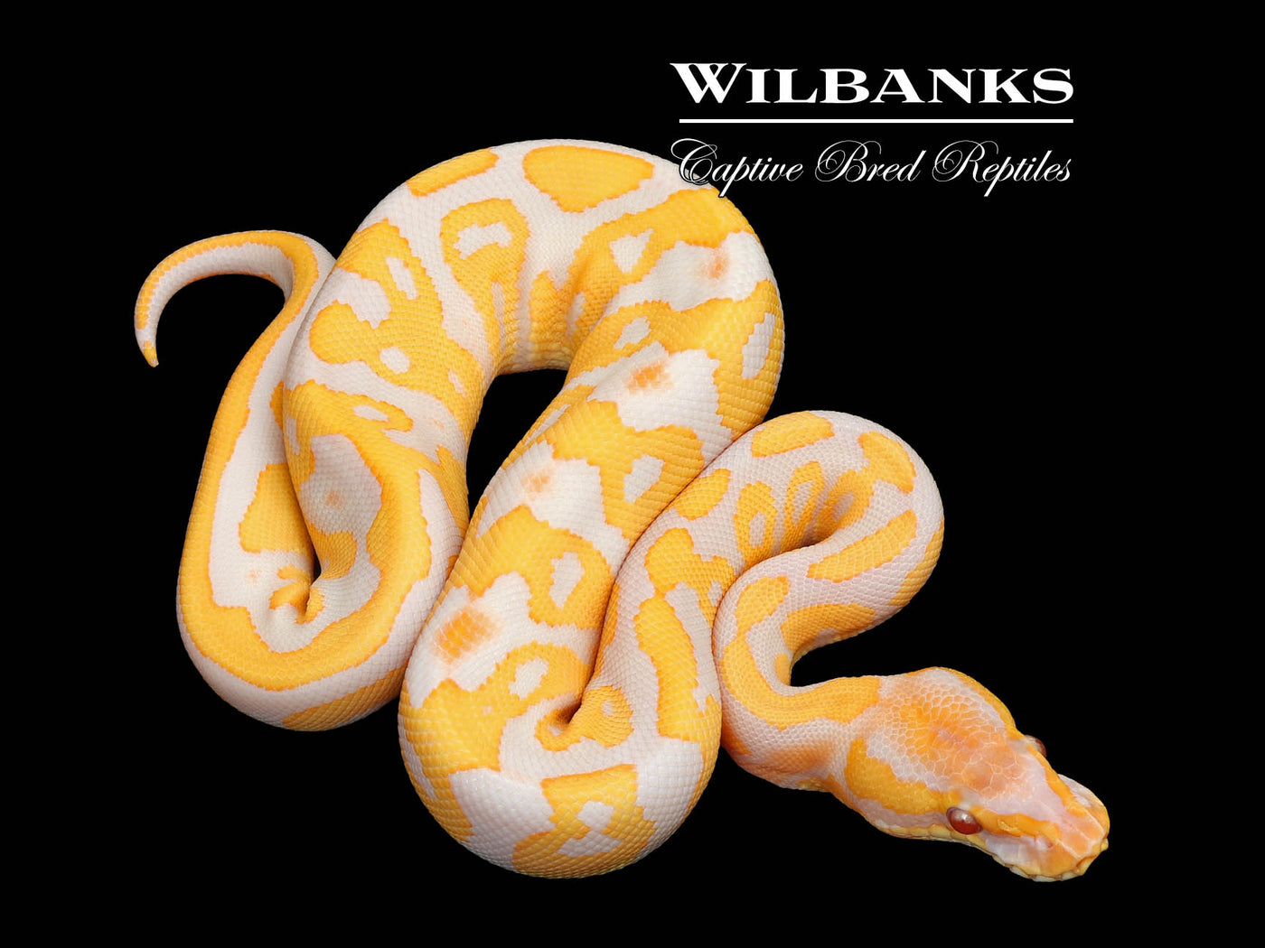 Lavender Leopard Ball Python ♀ '25