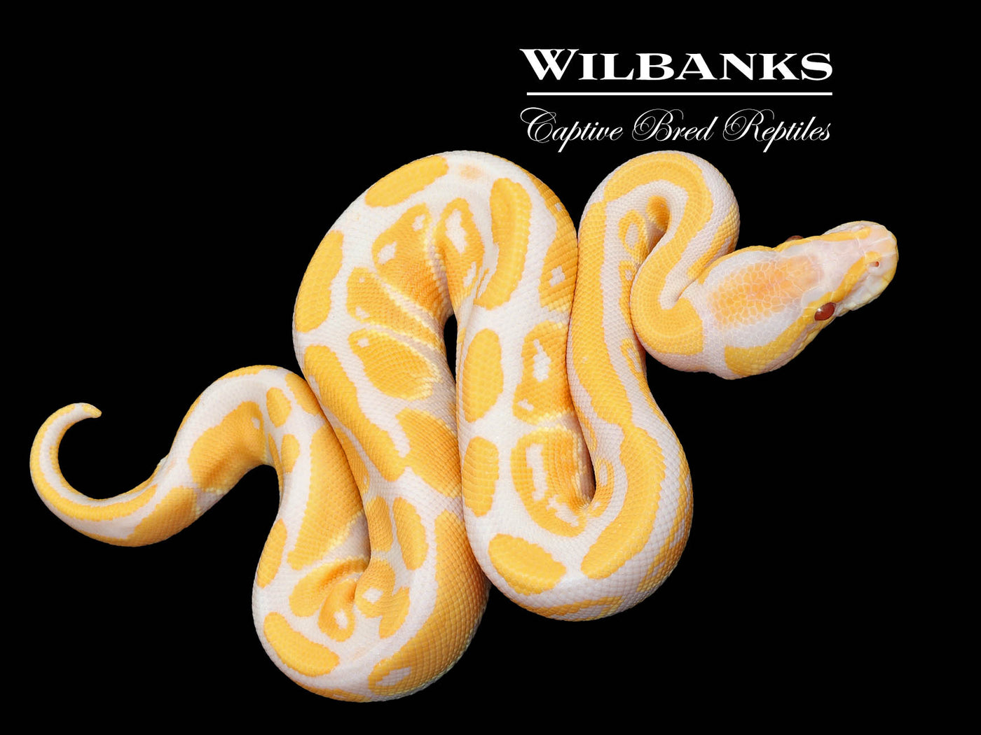 Lavender Albino 100% Het. VPI Axanthic Ball Python ♂ '25