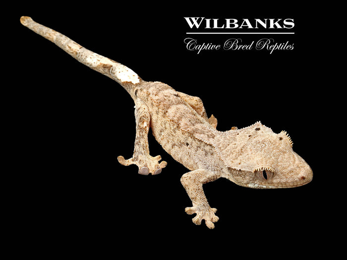 Brindle Dalmation Crested Gecko '26