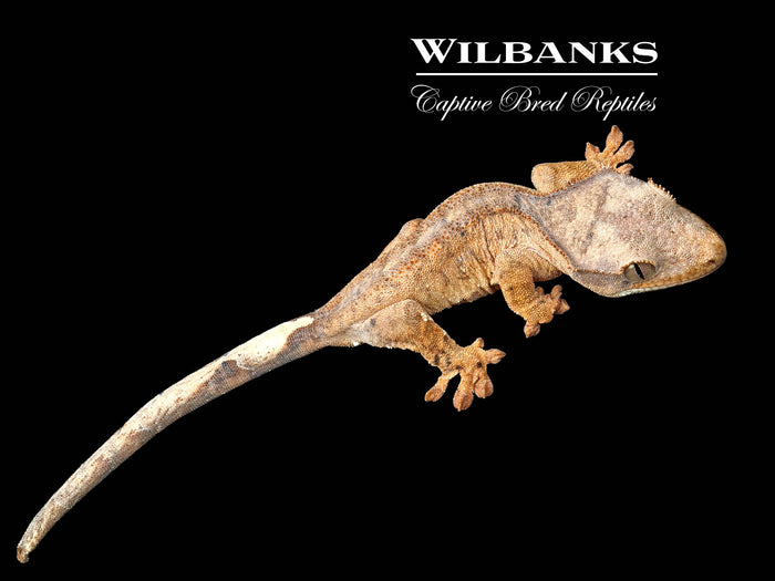 Brindle Dalmation Crested Gecko '26